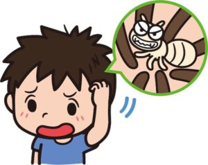 頭ジラミの子供